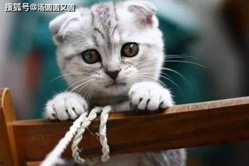 娱乐吃瓜君七七折耳猫,娱乐吃瓜君的萌宠日常  第2张